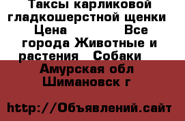 Таксы карликовой гладкошерстной щенки › Цена ­ 20 000 - Все города Животные и растения » Собаки   . Амурская обл.,Шимановск г.